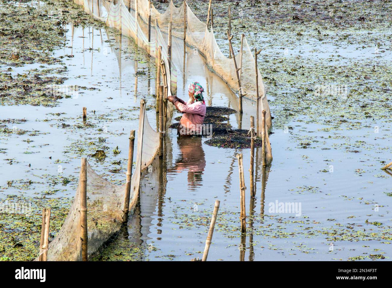 raccolta di castagne d'acqua (paniphal) nella zona rurale occidentale del bengala in india Foto Stock