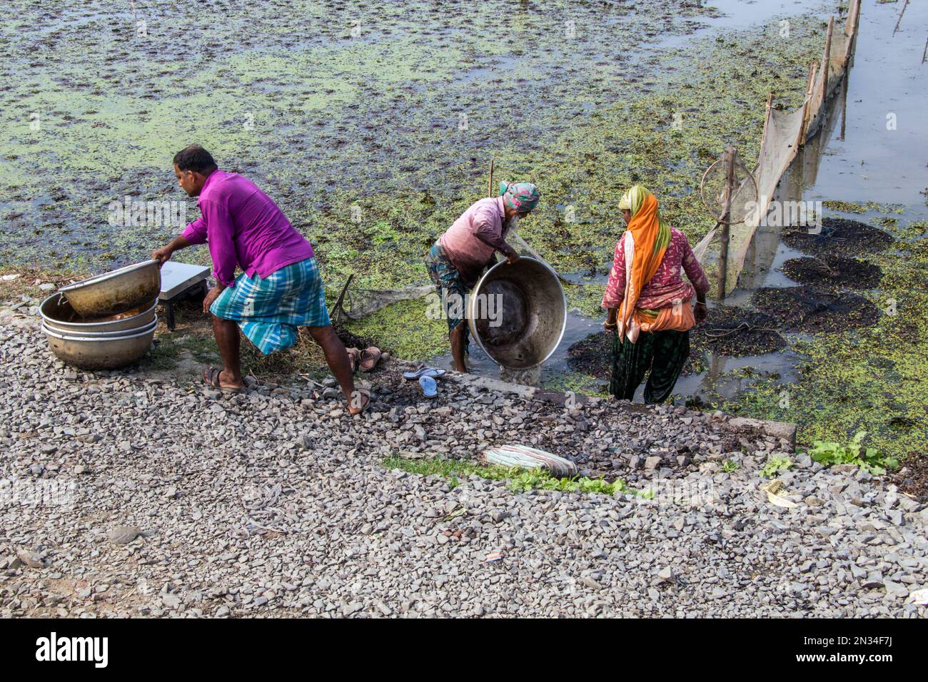 raccolta di castagne d'acqua (paniphal) nella zona rurale occidentale del bengala in india Foto Stock