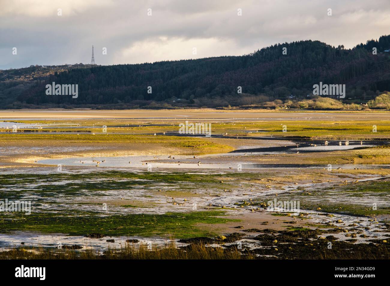 Le anatre e gli uccelli che guado si nutrono nella palude di marea mentre la marea arriva a Red Wharf Bay (Traeth Coch), Benllech, Isle of Anglesey (Ynys Mon), Wales Foto Stock