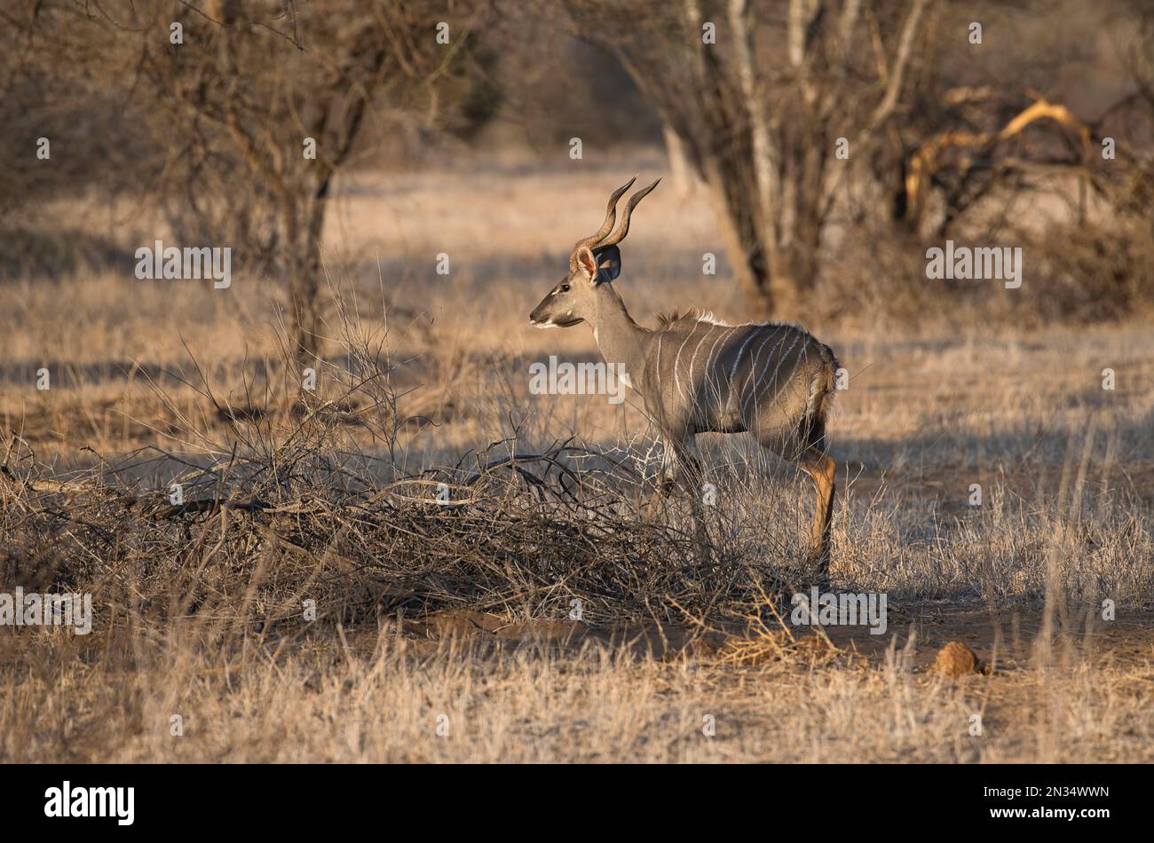 Maschio minore kudu (Tragelaphus imberbis) fotografato alla luce della sera durante l'ora d'oro Foto Stock