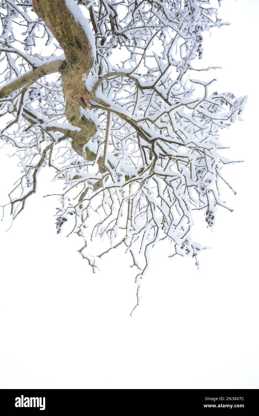 Rami d'albero d'inverno con brina e neve sparata dal basso, forti linee angolari Foto Stock