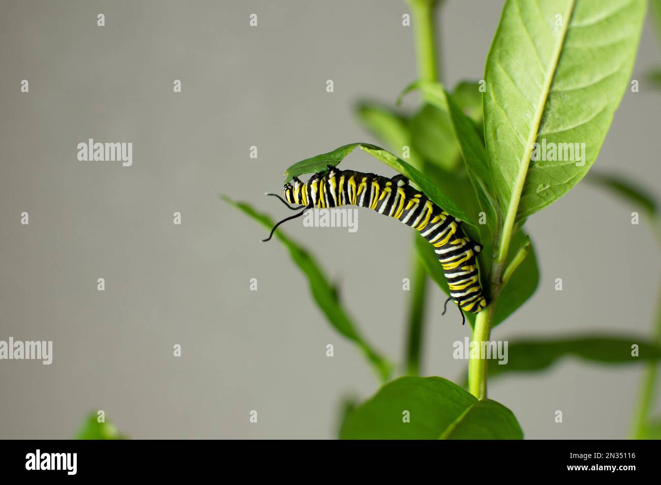 Monarch Butterfly caterpillar che mangia foglie di alghe lattiere. Sgranocchiare caterpillar Foto Stock