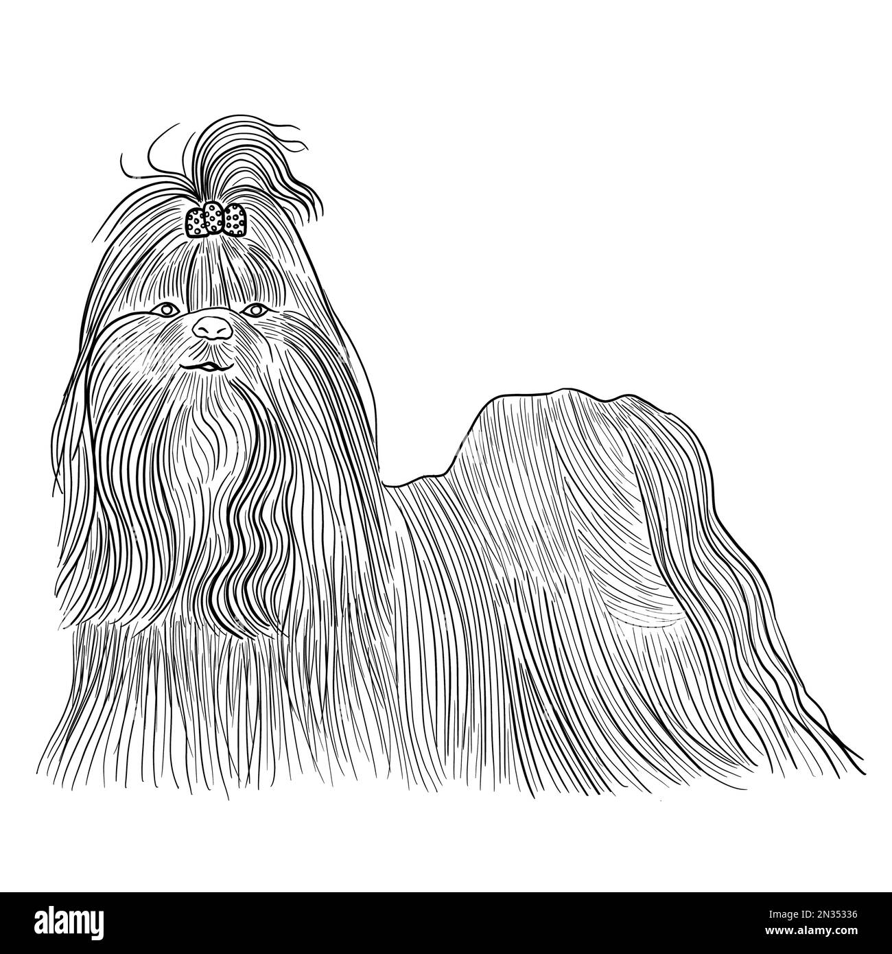 Disegno di un cane shitzu con capelli lunghi e un arco sulla testa, in bianco e nero. Animale domestico accompagnatore, cane purebred. Foto Stock