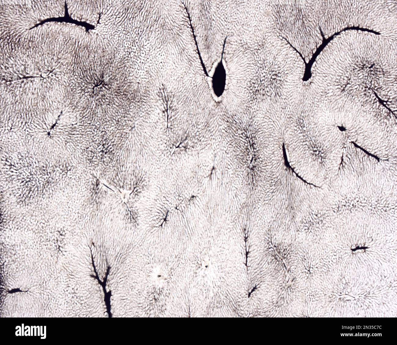 Lo studio di una microvascolatura d'organo implica di solito il riempimento dei vasi sanguigni con un'etichetta visibile al microscopio. Micro a basso ingrandimento Foto Stock
