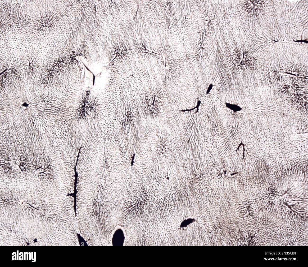 Lo studio di una microvascolatura d'organo implica di solito il riempimento dei vasi sanguigni con un'etichetta visibile al microscopio. Micro a basso ingrandimento Foto Stock