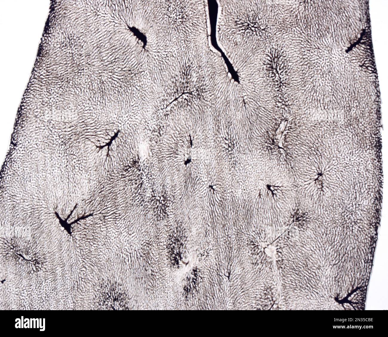 Lo studio di una microvascolatura d'organo implica di solito il riempimento dei vasi sanguigni con un'etichetta visibile al microscopio. Micro a basso ingrandimento Foto Stock