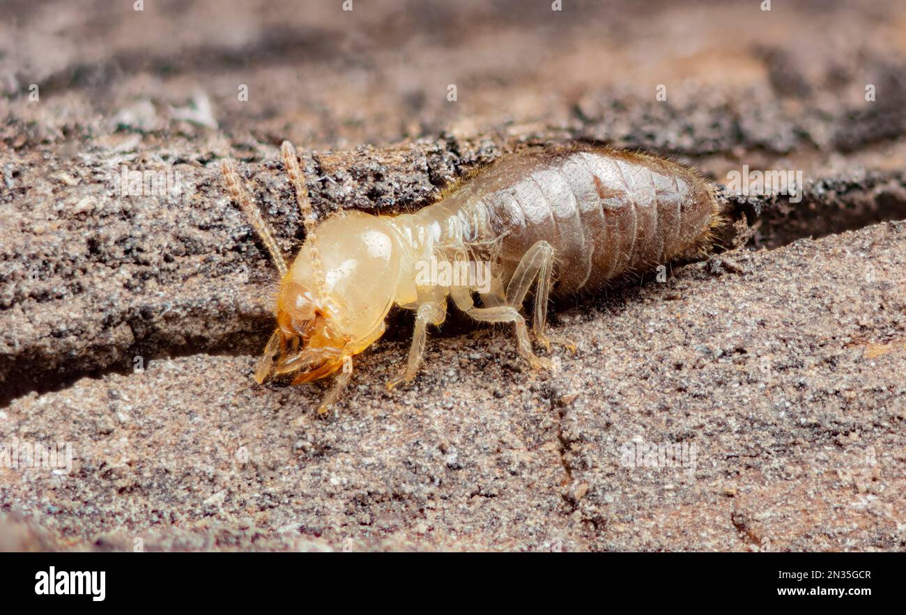 Termite, Reticulitermes hesperus, probabilmente un soldato immaturo, sono detritivori, consumando piante morte a qualsiasi livello di decomposizione. Foto Stock