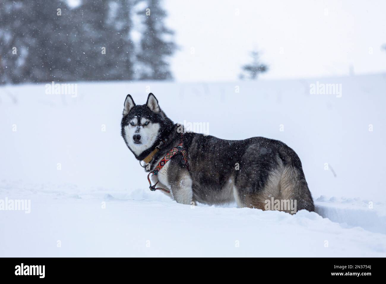 Bel cane Siberiano Husky con occhi blu in piedi sulla neve, vista frontale Foto Stock