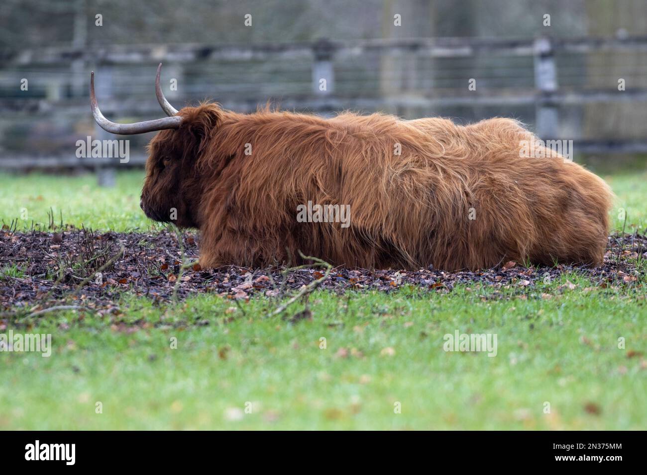 mucca scozzese di highland presa in scozia Foto Stock