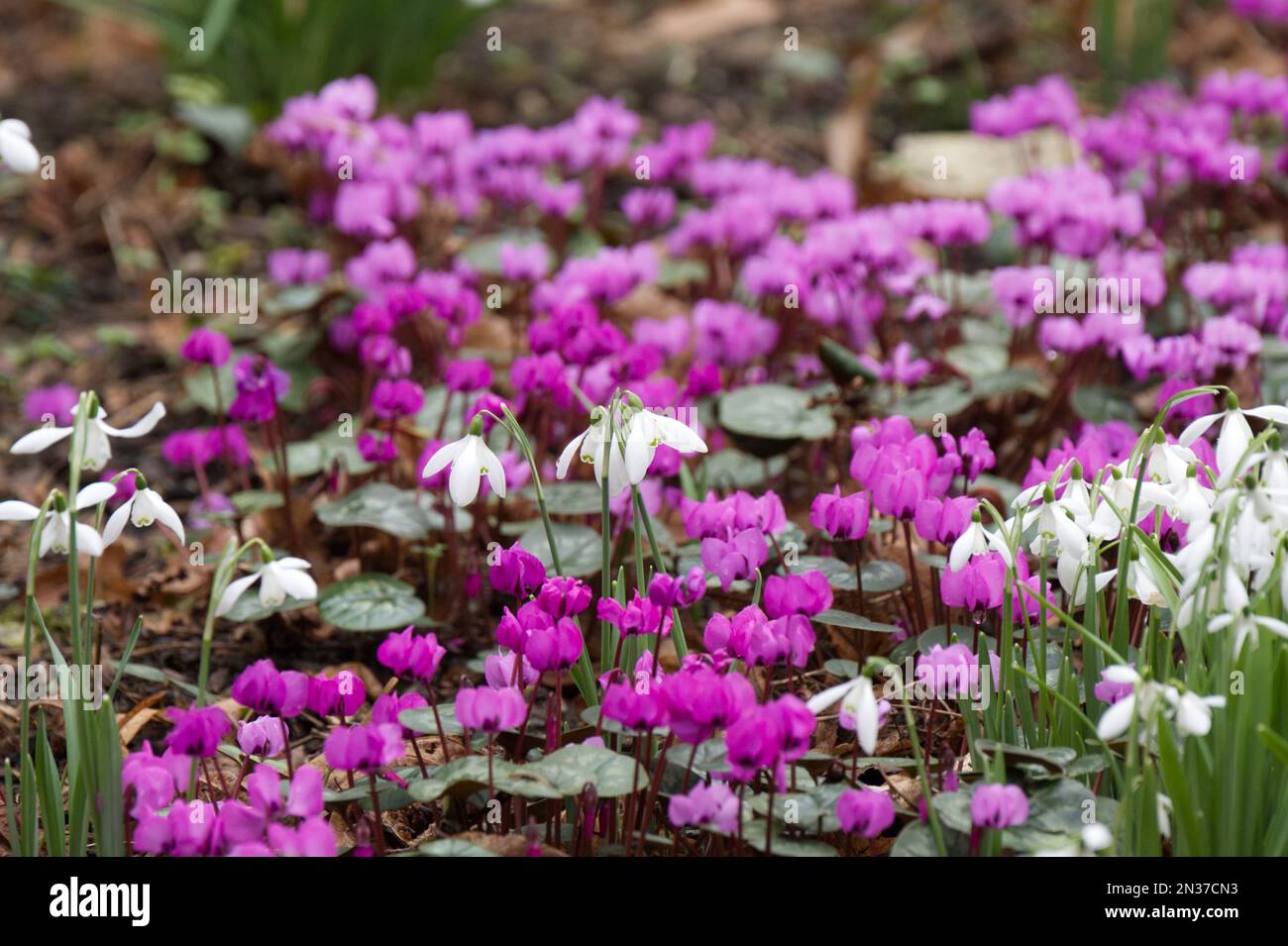 Gocce di neve bianca pura e ciclamino rosa e magenta vivace coum nel giardino d'inverno del Regno Unito febbraio Foto Stock
