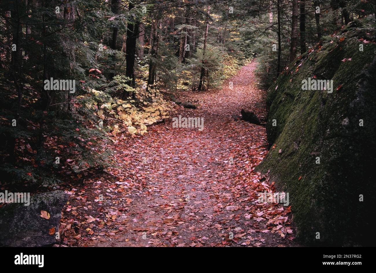 Diciannove miglio Brook Trail, White Mountains National Forest, New Hampshire, STATI UNITI D'AMERICA Foto Stock