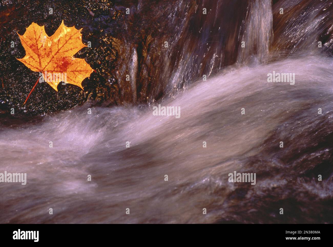 Close-Up di Stream e Foglia di acero in autunno Gatineau Park, Quebec, Canada Foto Stock