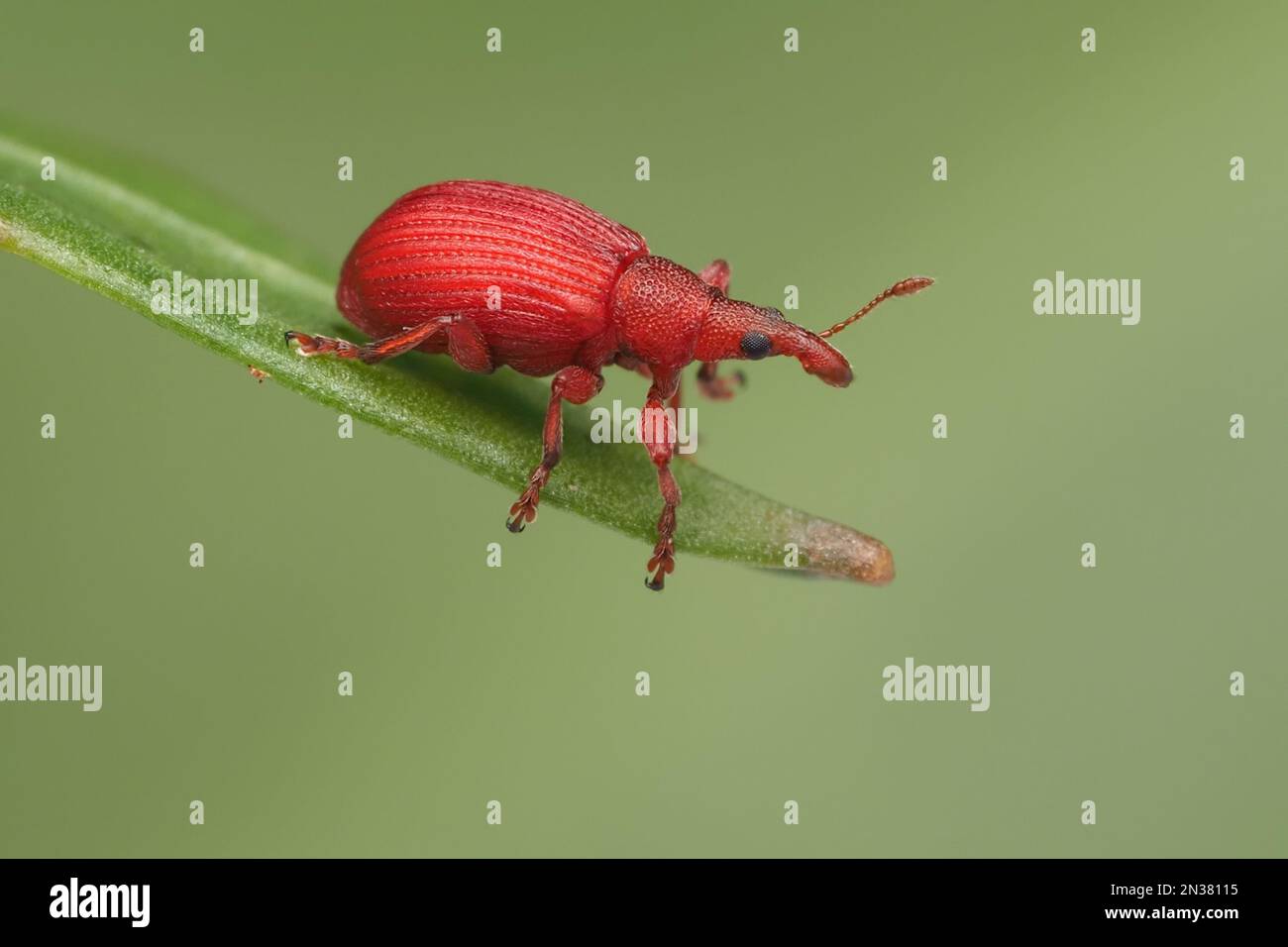 Seme di Apion sp Weevil appollaiato sul gambo della pianta. Tipperary, Irlanda Foto Stock
