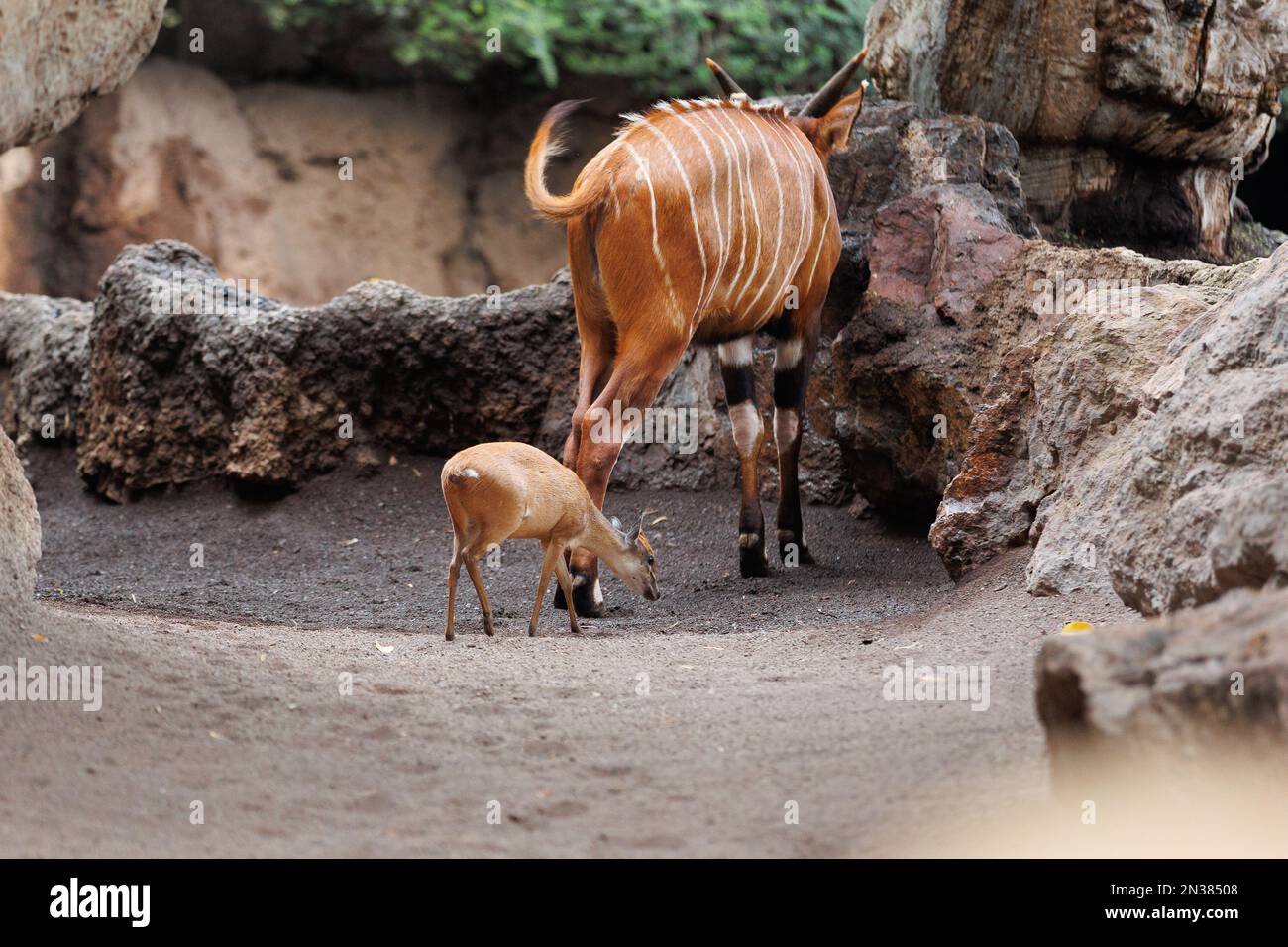 Il Bongo orientale - Tragelaphus eurycerus - una foresta notturna erbivora ungulato con impressionante stelo marrone-rossiccio e corni spiralati. Foto Stock