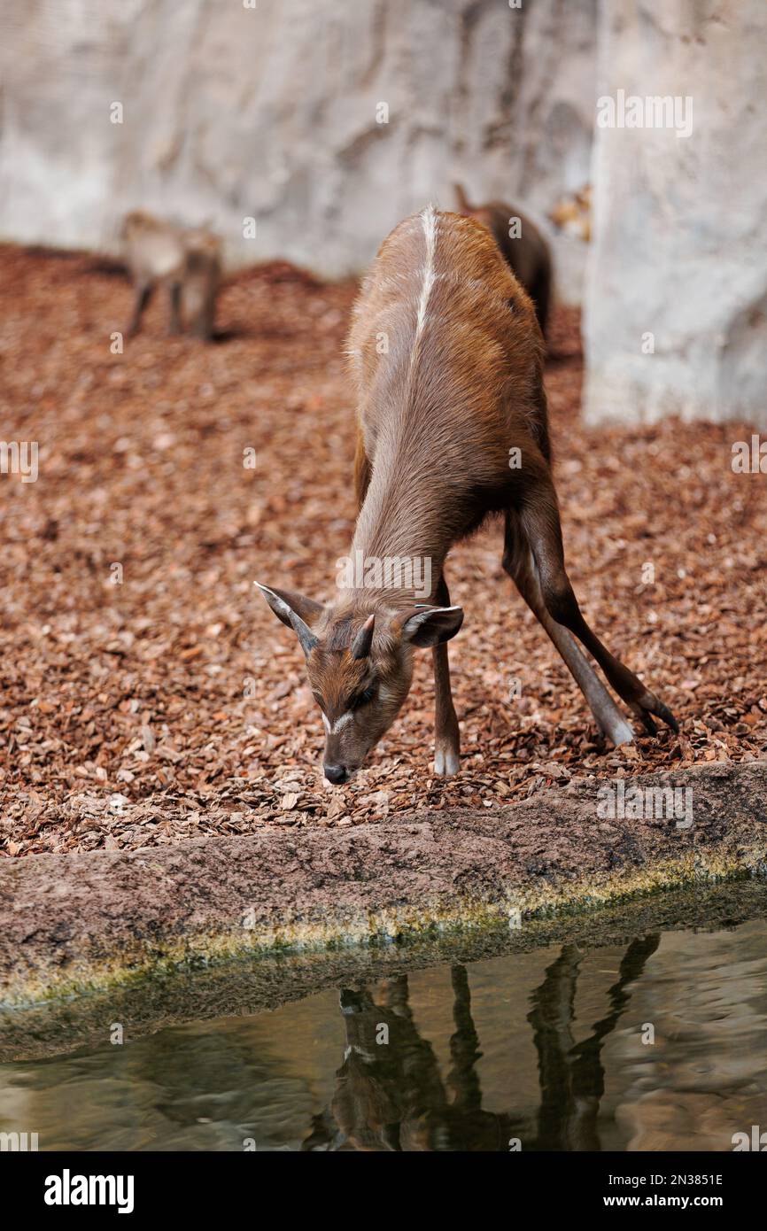 Bongos giovani orientali - Tragelaphus eurycerus - una foresta notturna erbivora ungulato con impressionante rosso-marrone mantello e Spiralled Horns. Foto Stock