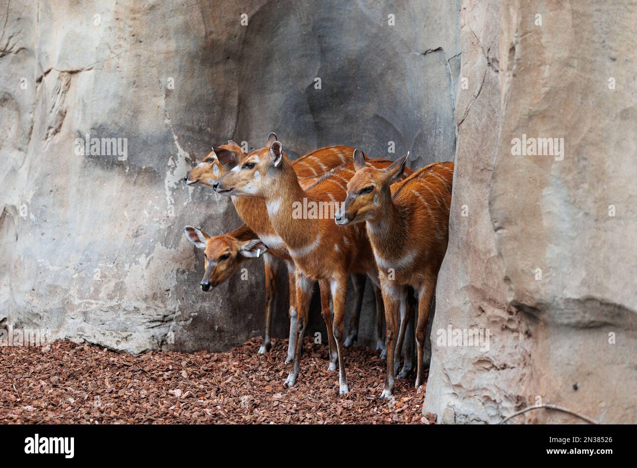 Bongos giovani orientali - Tragelaphus eurycerus - una foresta notturna erbivora ungulato con impressionante rosso-marrone mantello e Spiralled Horns. Foto Stock