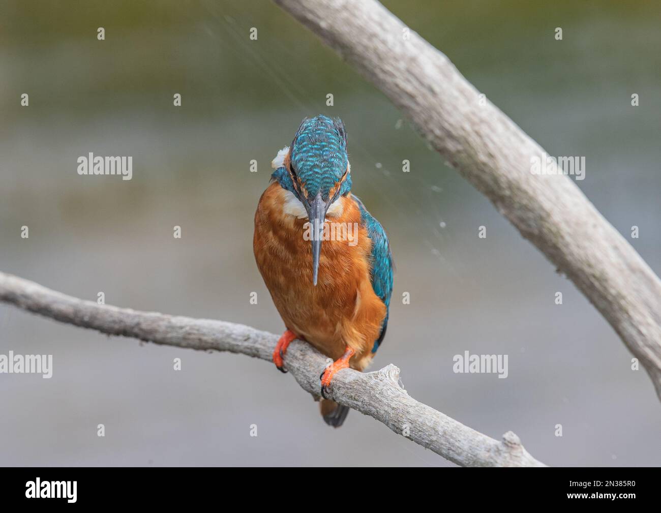 Uno splendido maschio Kingfisher (Alcedo atthis) guardando verso il basso e pronto a pescare mostrando i suoi bei colori su uno sfondo chiaro. Suffolk Italia. Foto Stock