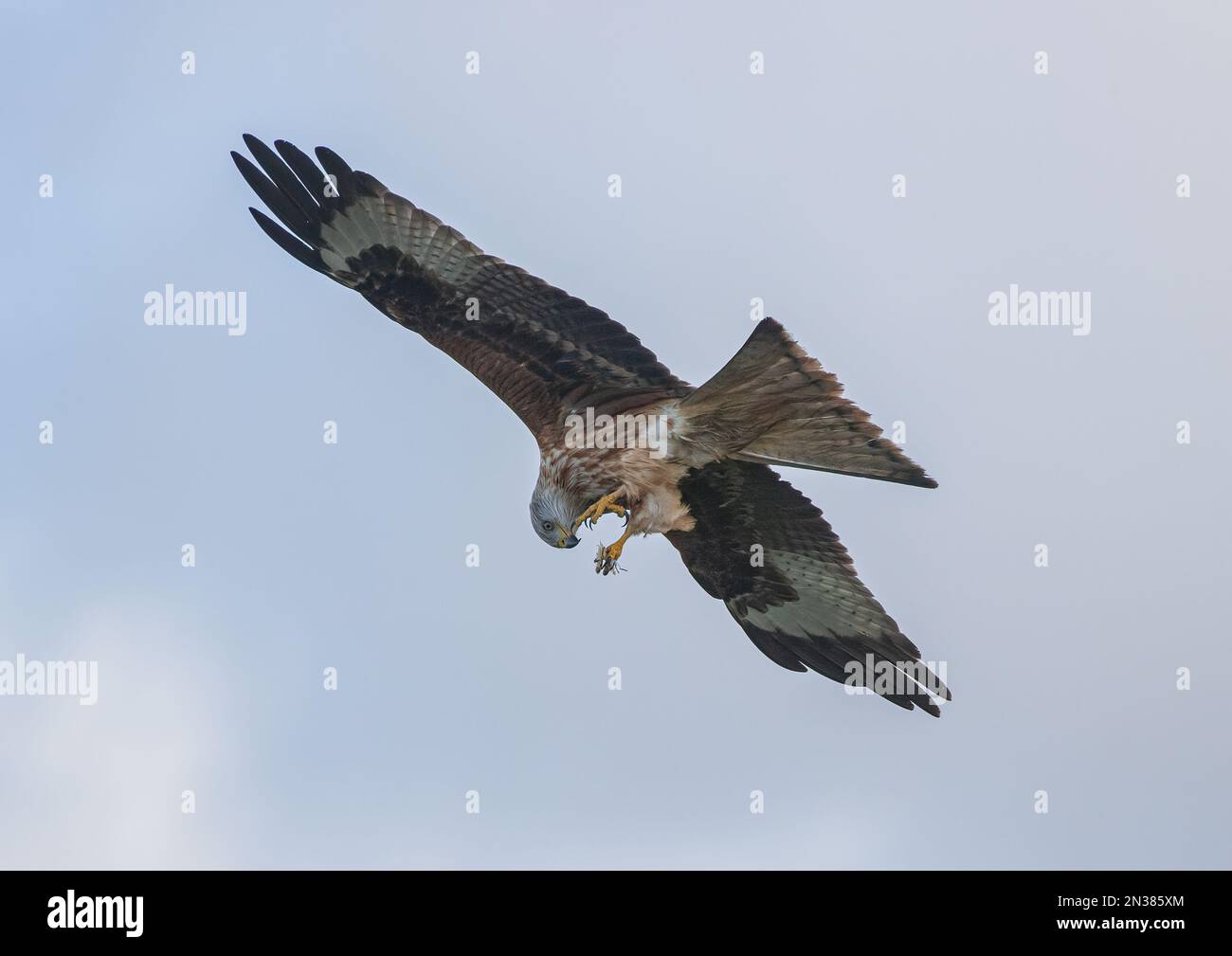 Un colpo dal basso di un agile Red Kite (Milvus milvus) che mangia sull'ala mentre tiene il suo cibo in un giallo intenso taloni. Suffolk, Regno Unito. Foto Stock