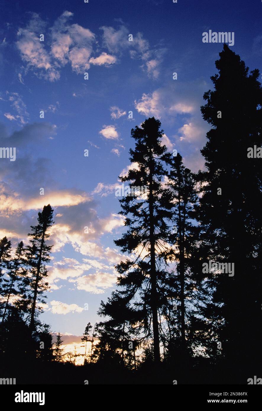 Silhouette di alberi al tramonto Badger Terranova e Labrador, Canada Foto Stock