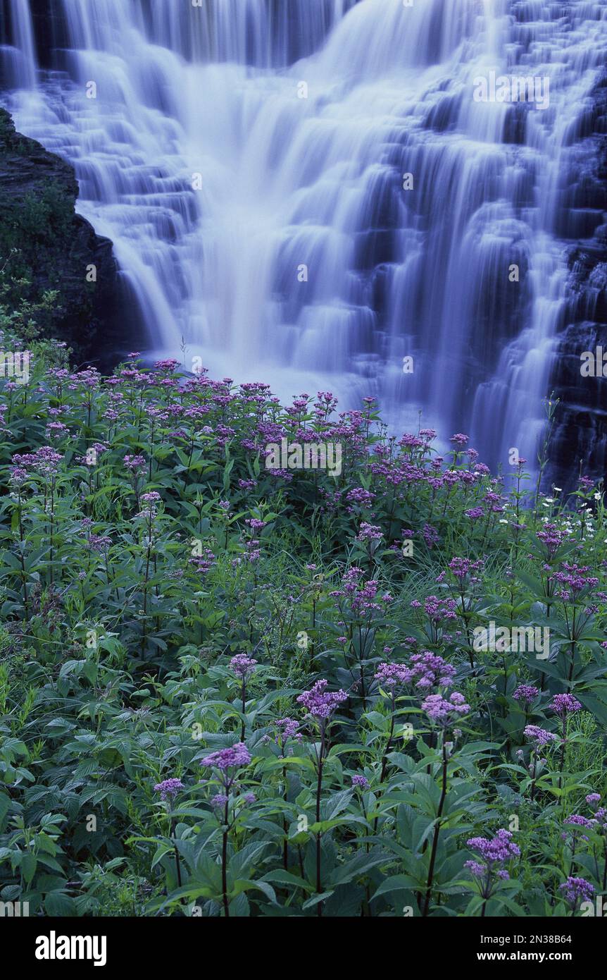Kakabeka Falls e fiori, Kakabeka Falls Provincial Park, Ontario, Canada Foto Stock