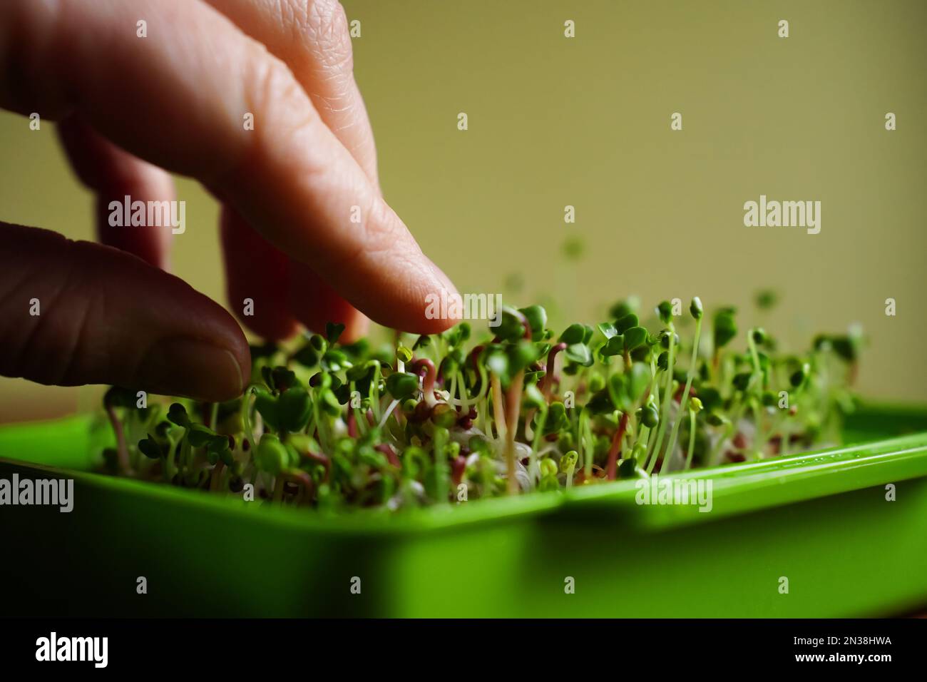 Primo piano germogliare i microgreeni organici. Germinazione di seme nel paese. Vegan e concetto di cibo sano. Micro verde. Germogli crescenti, superfood Foto Stock