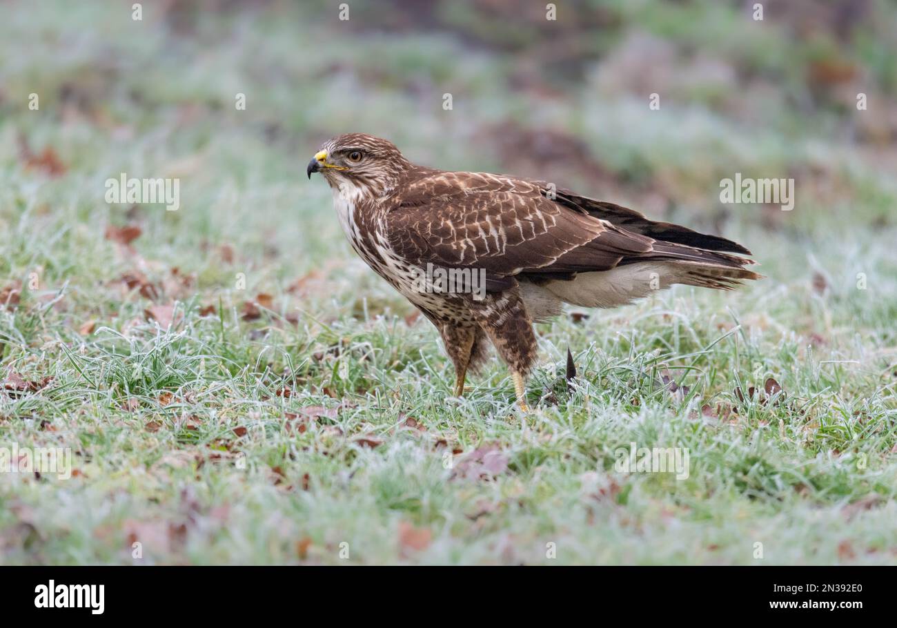 Poiana comune Foto Stock