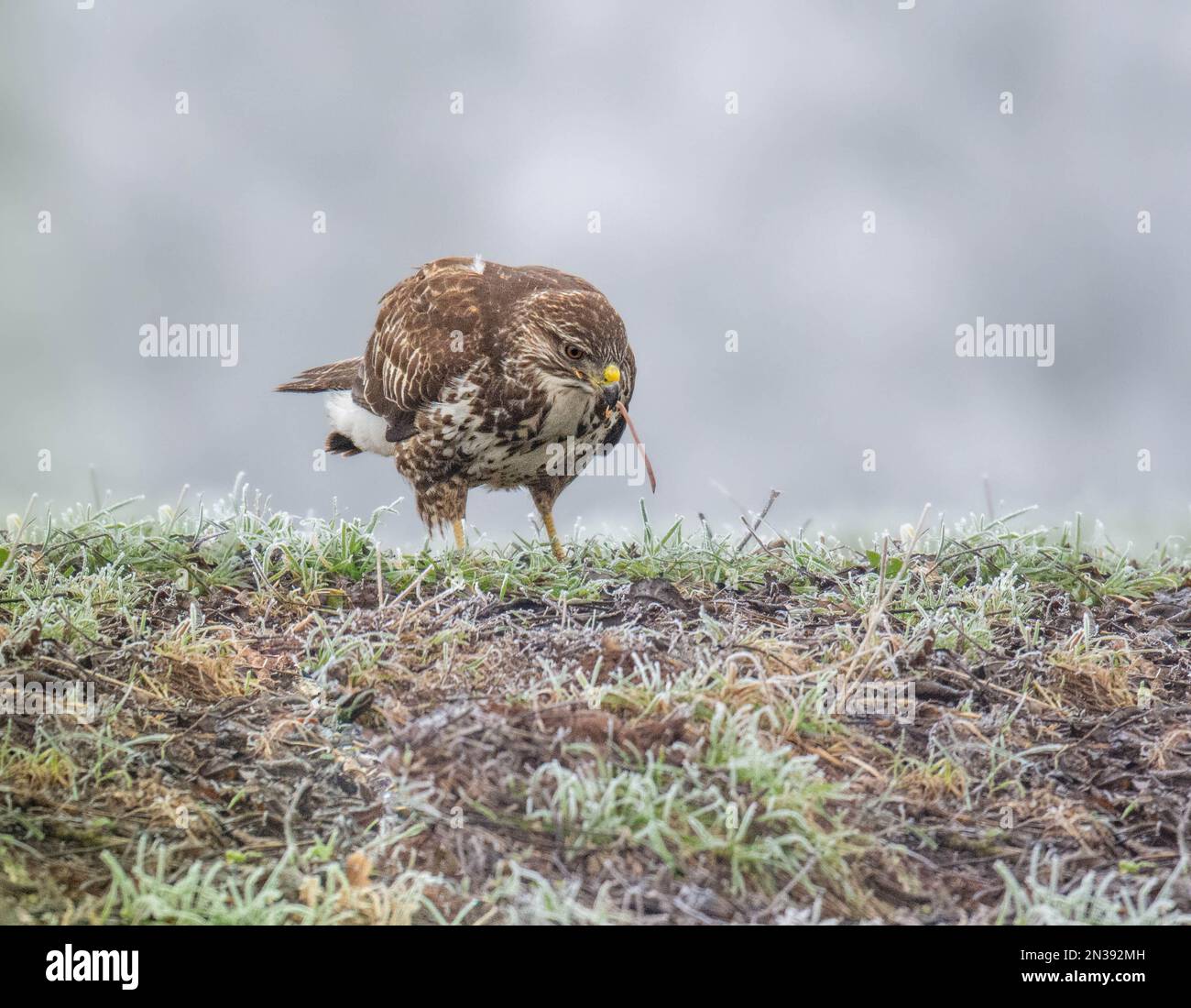 Poiana comune Foto Stock