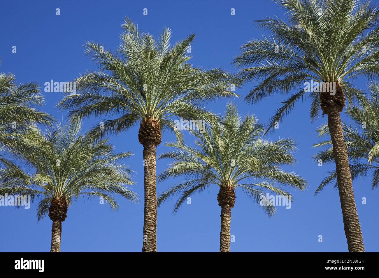 Gli alberi di palma, Luxor Hotel e Casinò, Paradise, Las Vegas, Nevada, STATI UNITI D'AMERICA Foto Stock