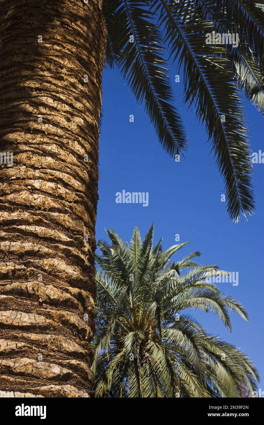 Gli alberi di palma, Mirage Hotel e Casino, Paradiso, Las Vegas, Nevada, STATI UNITI D'AMERICA Foto Stock