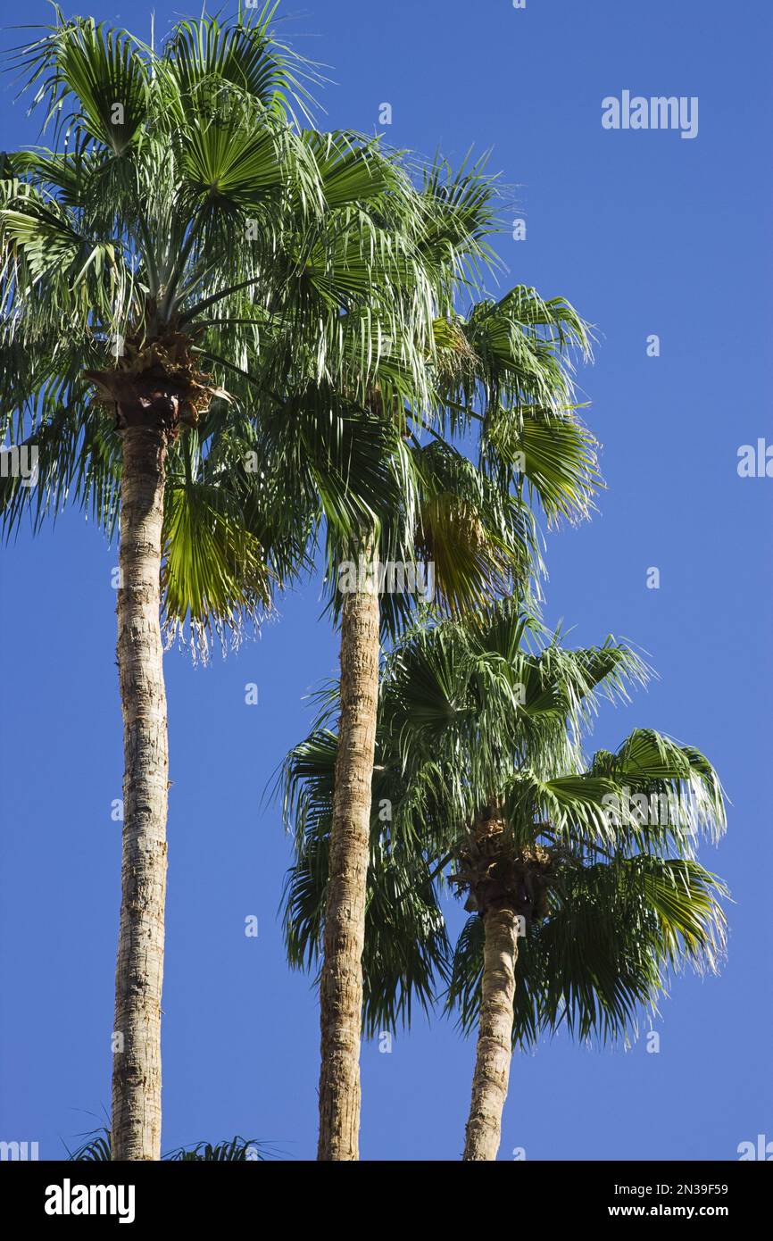 Gli alberi di palma, Mirage Hotel e Casino, Paradiso, Las Vegas, Nevada, STATI UNITI D'AMERICA Foto Stock