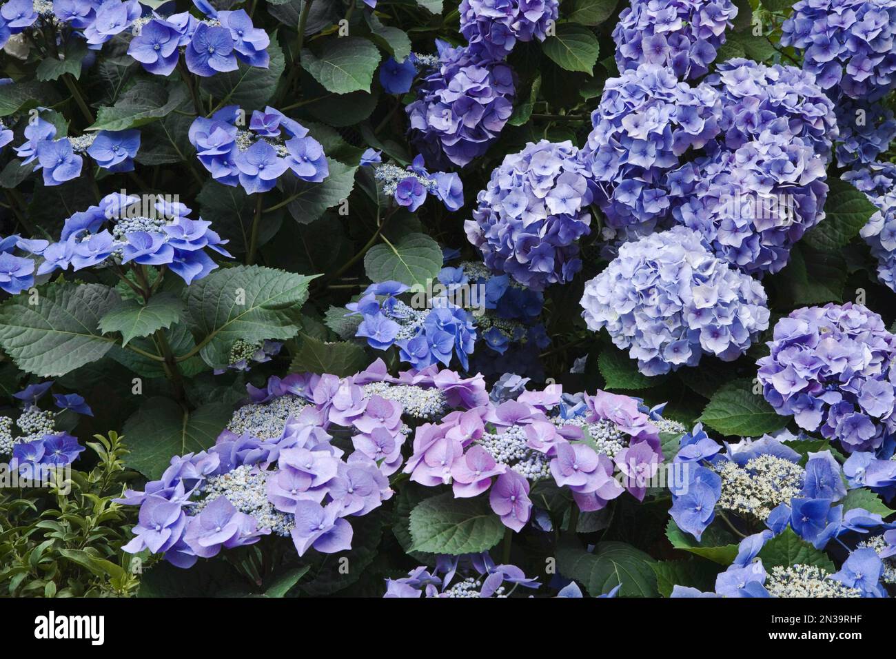 Ortensie blu, Versailles, Francia Foto Stock