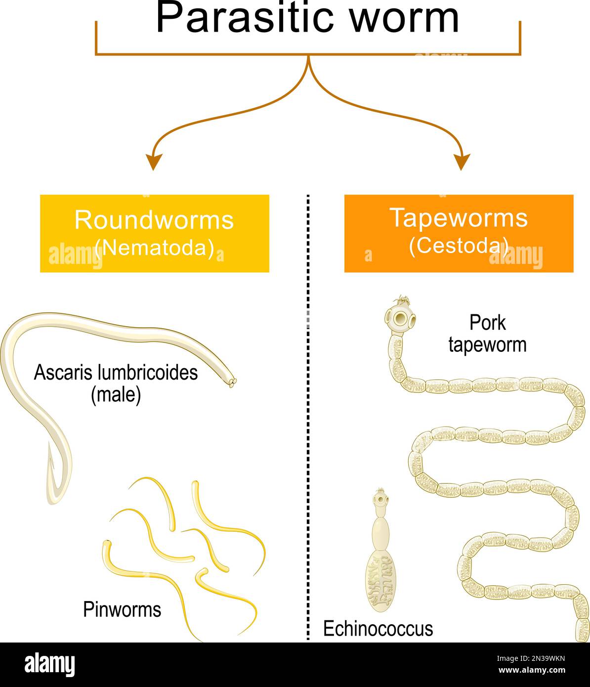 infezione da worm. Helmintiasis. Tipi comuni di vermi parassiti o elminti: Bachi da tapeworm, e vermi rotonde che infettati del tratto gastrointestinale umano. Illustrazione Vettoriale