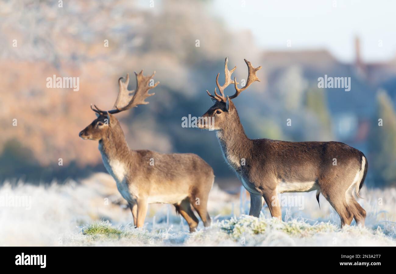 Primo piano del daino (Dama dama) in una mattinata invernale, Regno Unito. Foto Stock