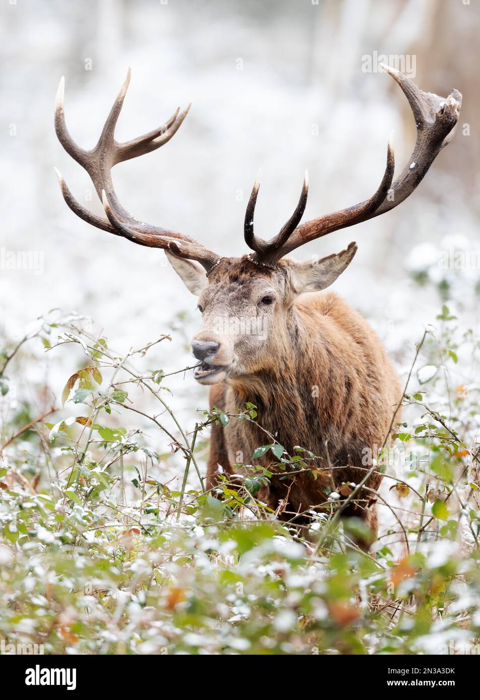 Primo piano di un cervo rosso che mangia foglie in inverno, Regno Unito. Foto Stock