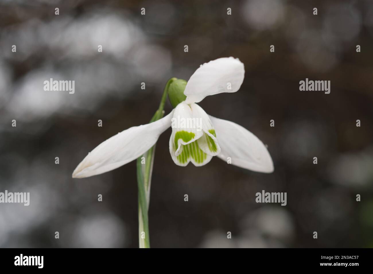 Un solitario, singolo Snowdrop nel giardino del Regno Unito febbraio Foto Stock