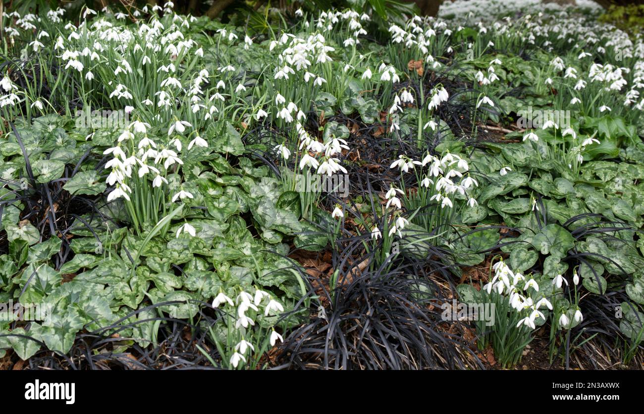 Gocce di neve galanthus nivalis, Ophiopogon planiscapus 'Nigrescens' e ciclamino hederifolium fogliame in un giardino ombreggiato Regno Unito febbraio Foto Stock