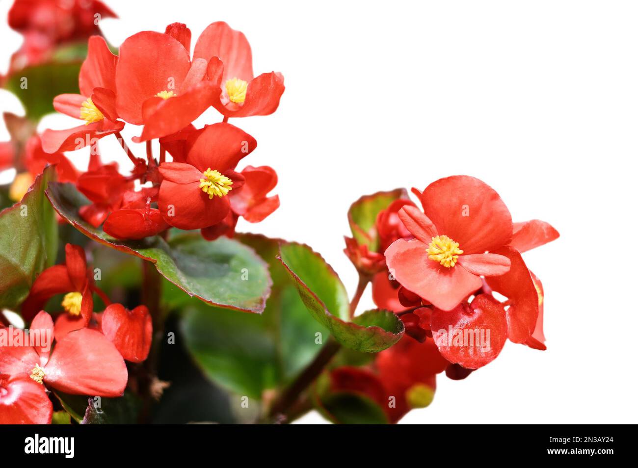 Cera rossa begonia fiore isolato su sfondo bianco. Primo piano di Begonia semperflorens Foto Stock