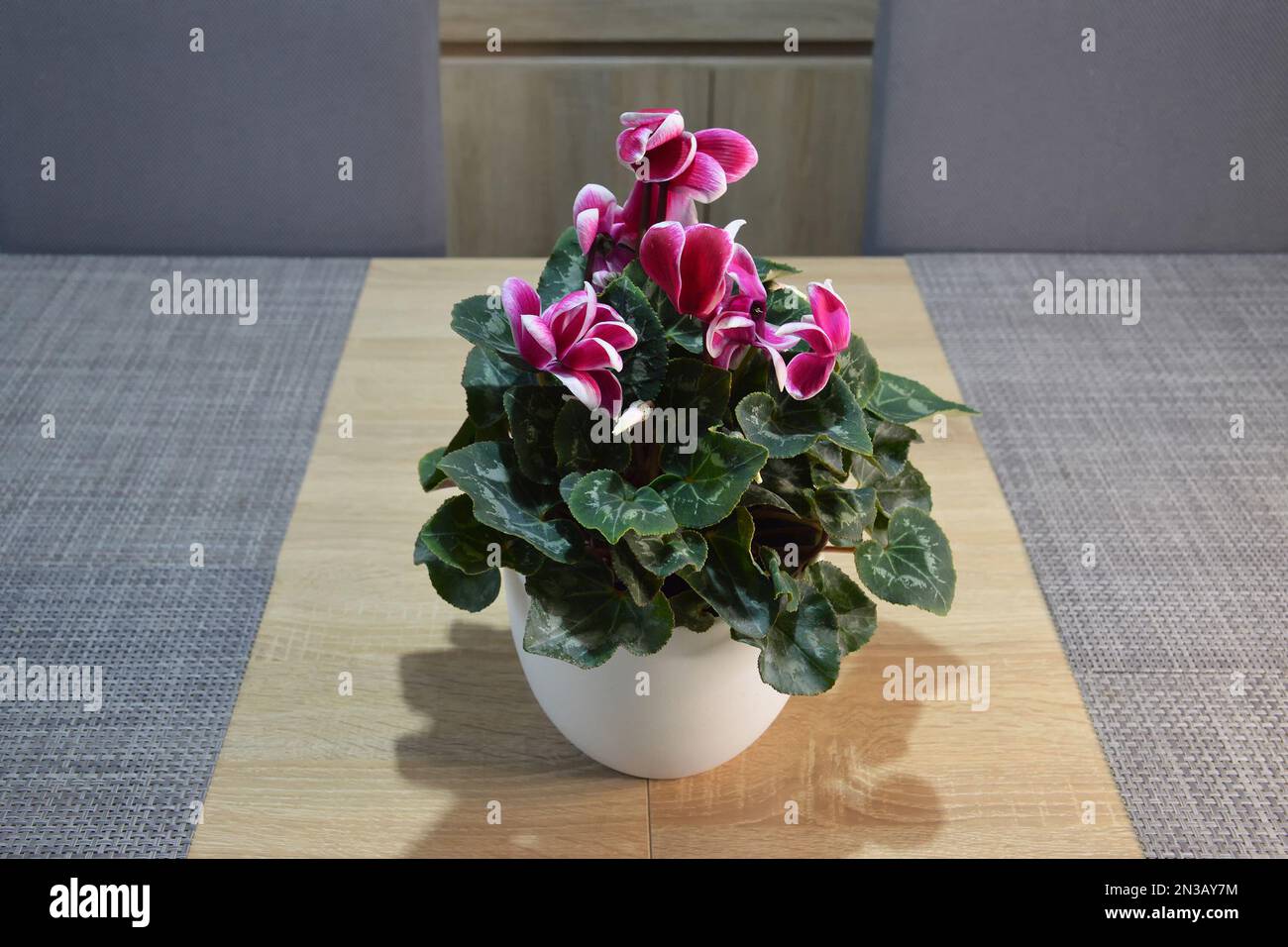 Pianta di ciclamino in vaso di fiori sul tavolo Foto Stock