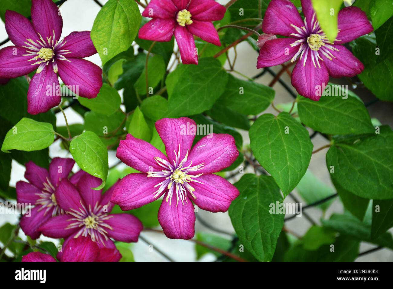 Fiori Clematis fioriscono nel giardino. Concetto di sfondo floreale. Foto Stock