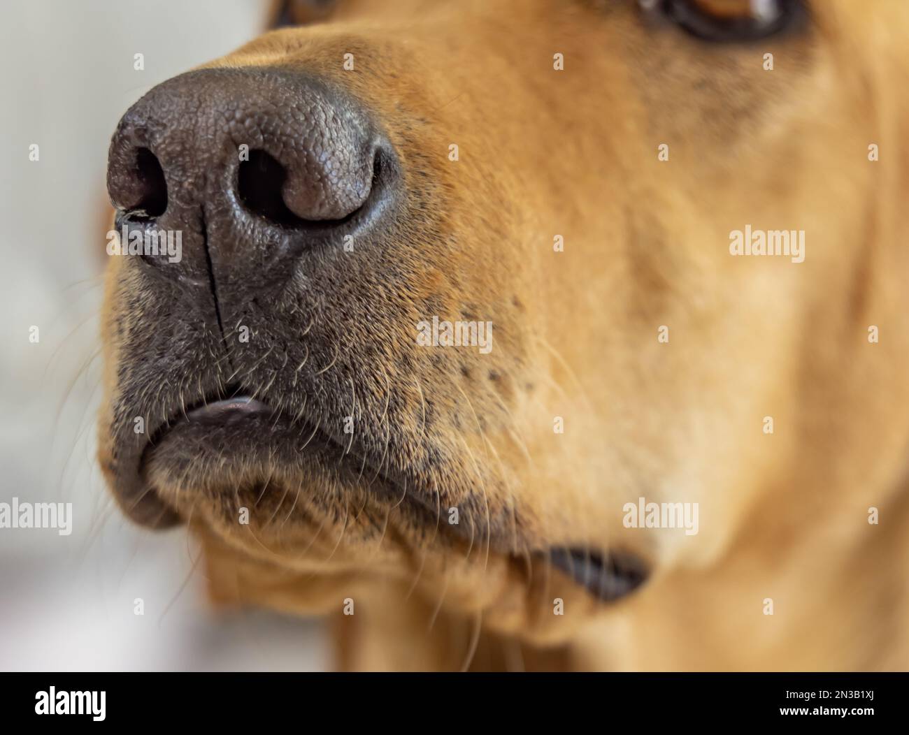Un'immagine carina che consiste in un primo piano di un cane naso e bocca Foto Stock