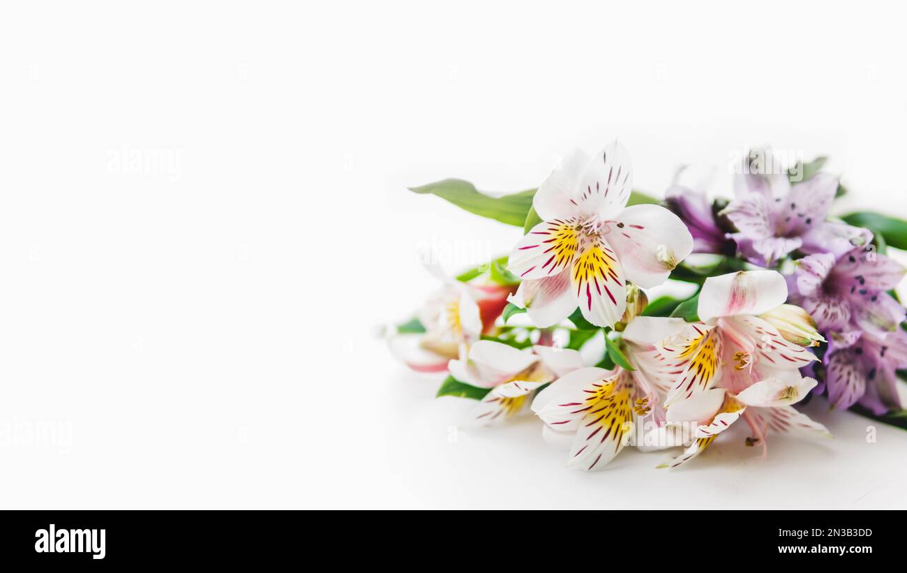 Macro foto di fiori colorati di Alstroemeria. Sfondo bianco con fiori bianchi e viola e spazio copia. Foto Stock