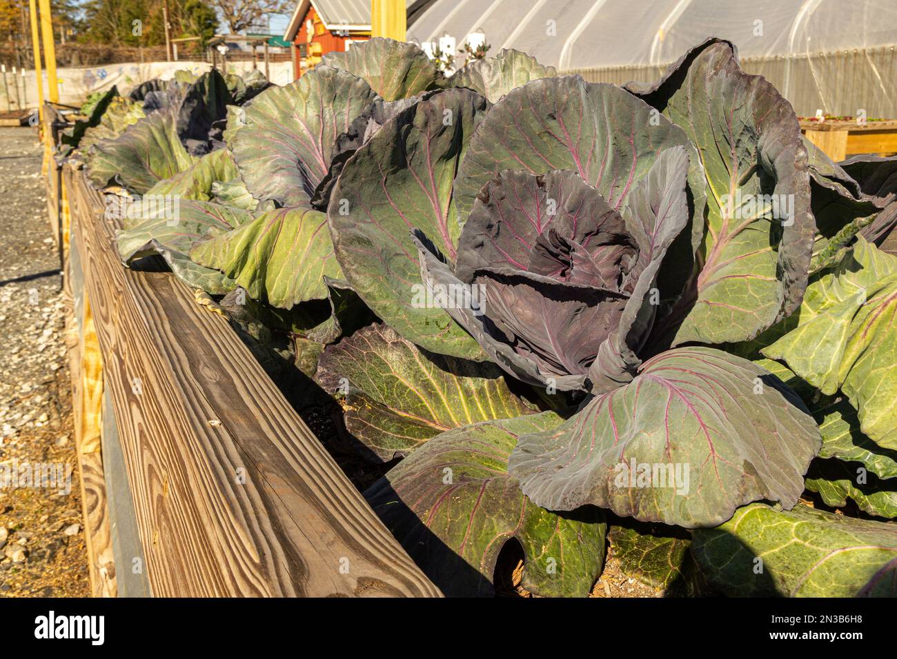 Giardino urbano comunità elevato letto con pianta di cavolo. Foto Stock