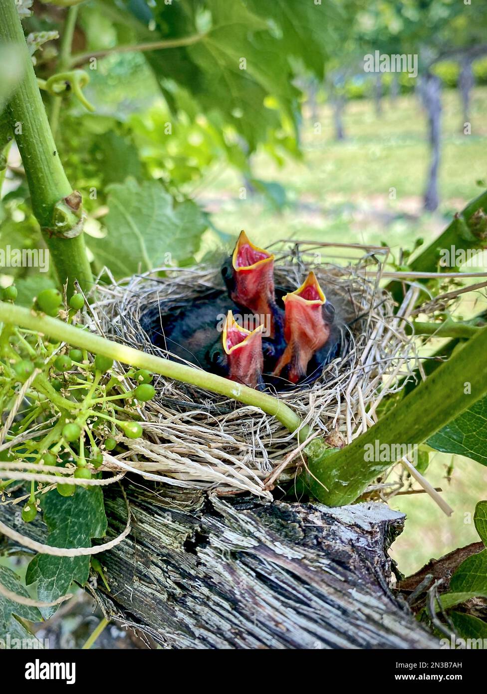 Tre cuccioli in un nido con i becchi aperti Foto Stock