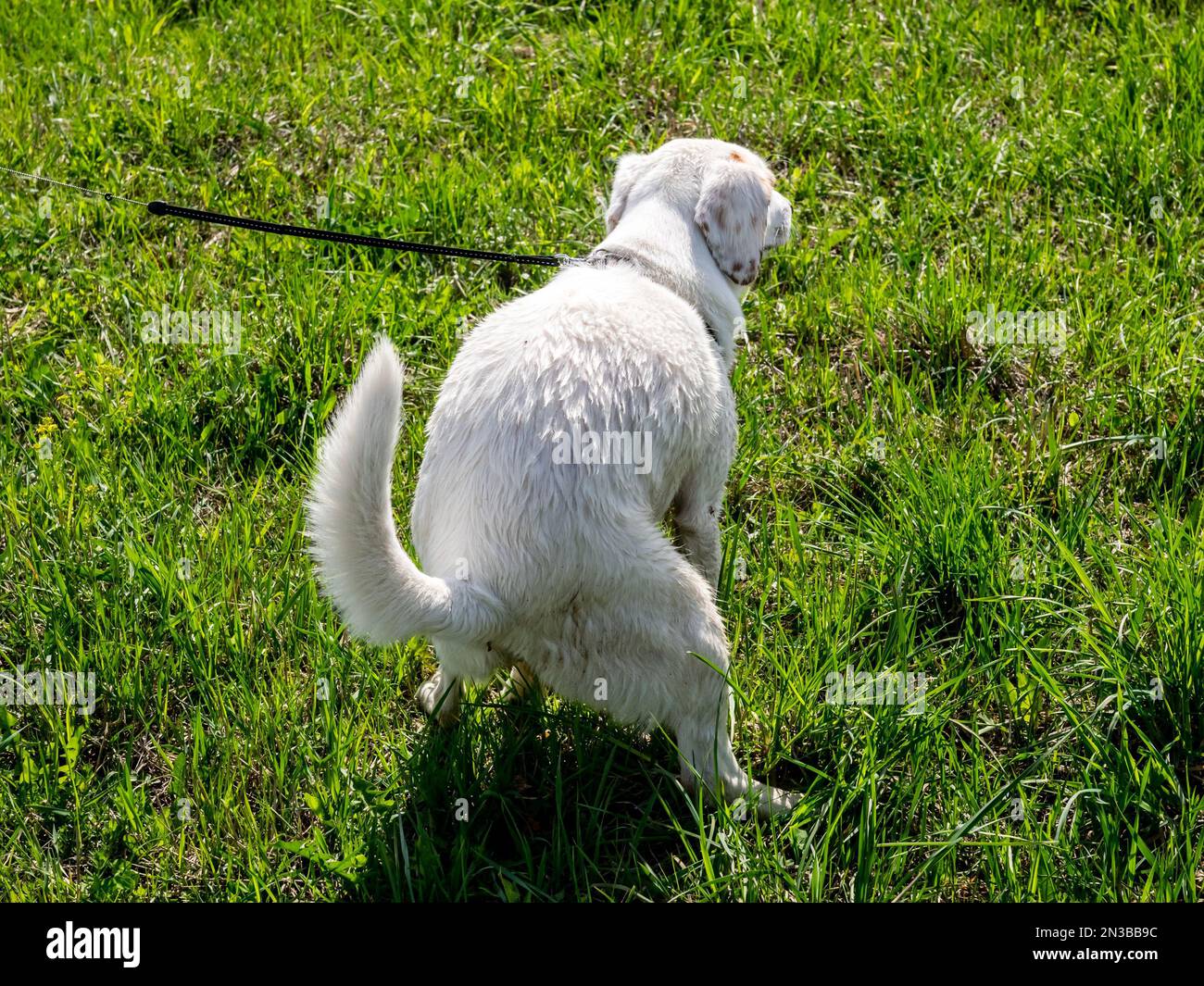 Un primo piano di un cane bianco che pooping all'aperto Foto Stock