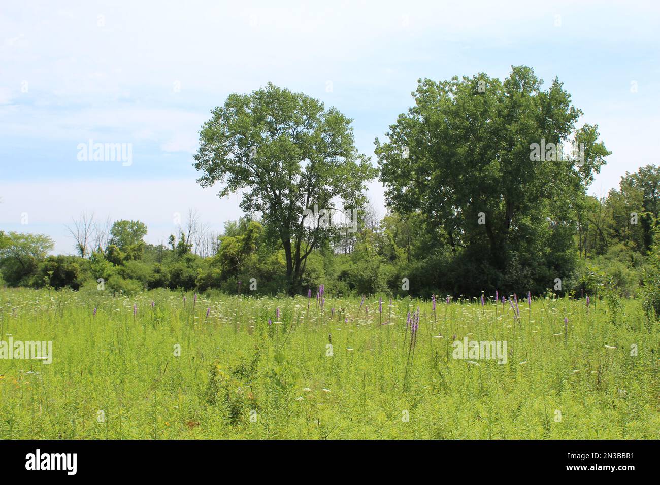 Prato a Camp Pine Woods a Des Plaines, Illinois, con due alberi alti sullo sfondo Foto Stock Prato a Camp Pine Woods a Des Plaines, Illinois, con due alberi alti sullo sfondo Foto Stock
