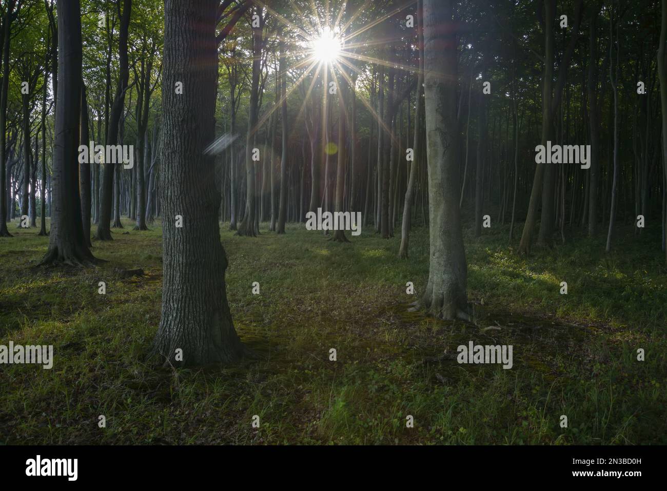 Faggeta di sunrise, Ghost Forest (Gespensterwald), Nienhagen, Baltico Pomerania Occidentale, Meclenburgo-Pomerania Occidentale, Germania Foto Stock