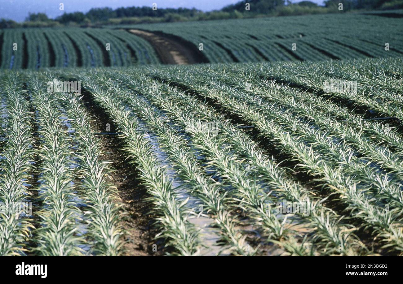 Pineapple Field, Oahu, Hawaii, USA Foto Stock