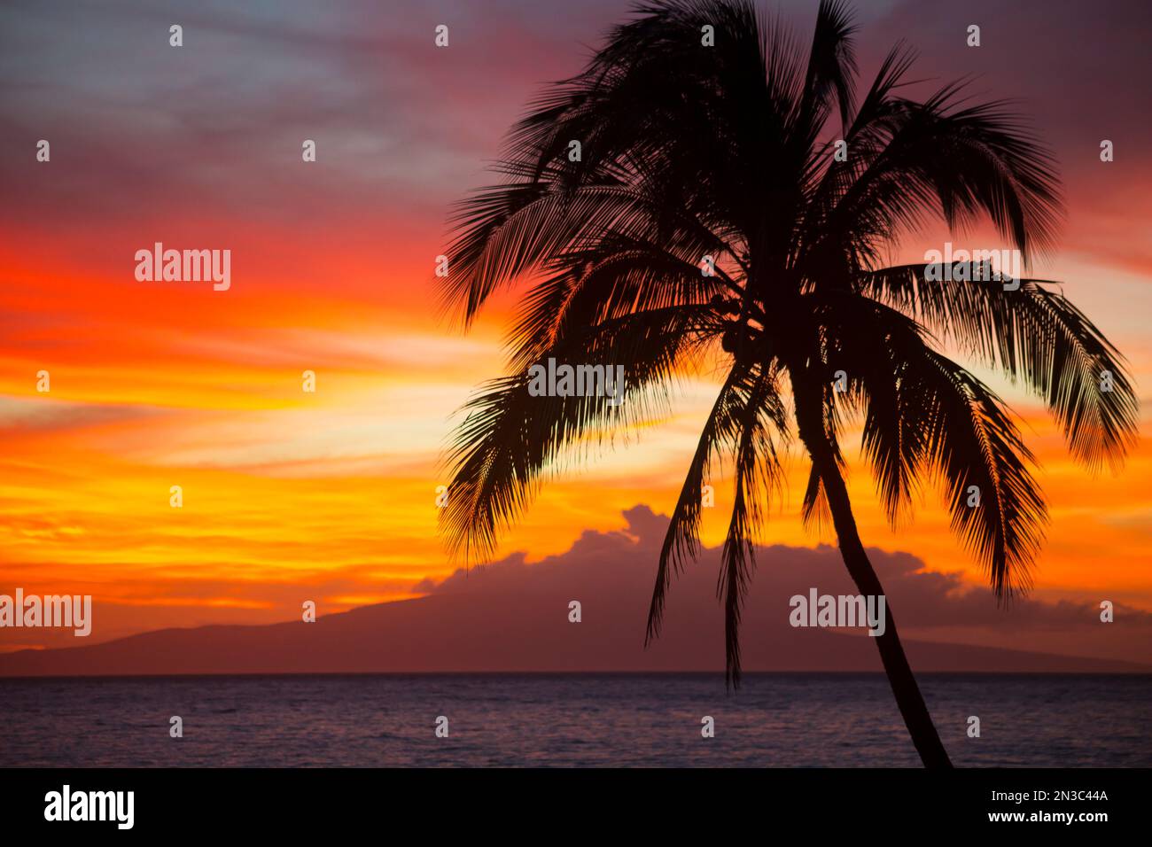 Colorato tramonto tropicale sull'Oceano Pacifico con la silhouette di una palma su una spiaggia di Kihei Foto Stock