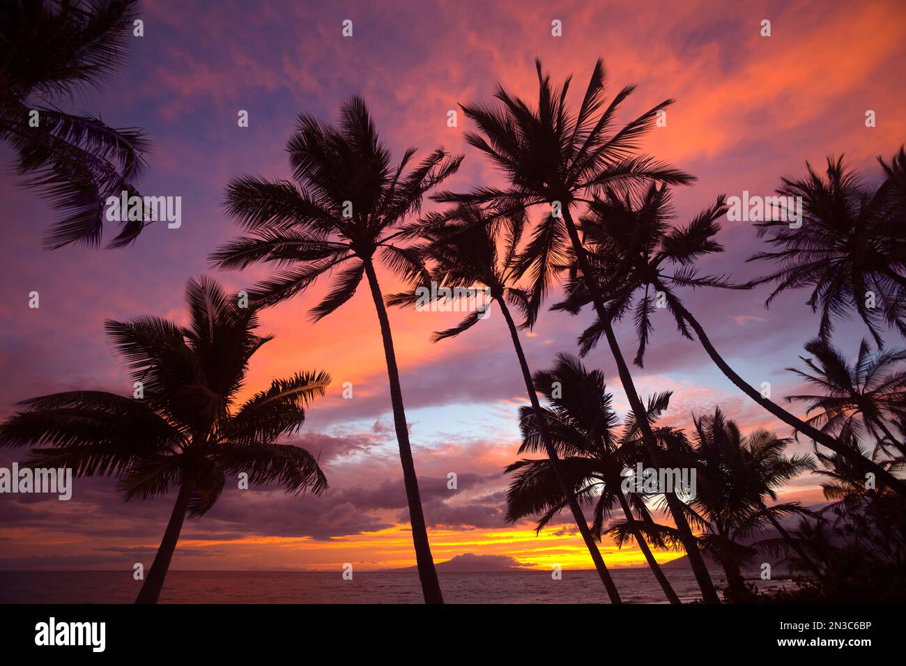 Silhouette di palme che si avvicinano al cielo colorato al tramonto sulla spiaggia di Keawakapu; Kihei, Wailea, Maui, Hawaii, Stati Uniti d'America Foto Stock