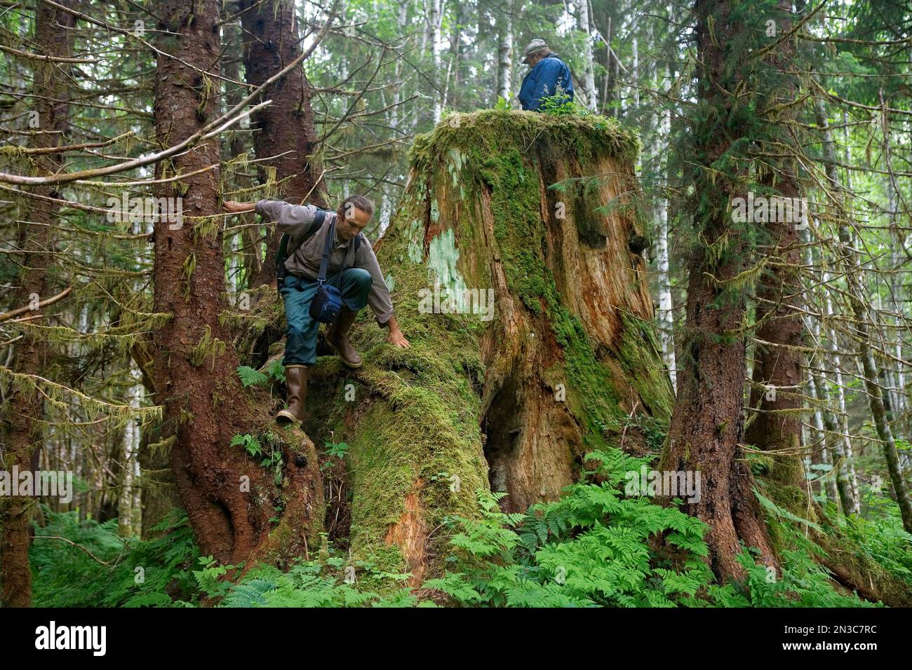 Gli scienziati si arrampicano su giganteschi ceppi di alberi tagliati anni fa mentre camminano attraverso il rilevamento di ciò che rimane della vecchia foresta Foto Stock